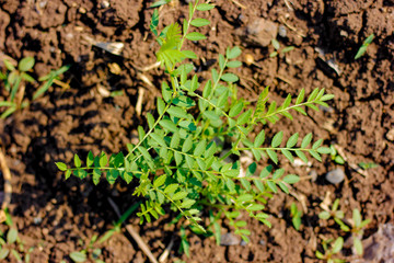 Green Chickpea field