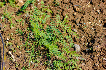 Green Chickpea field