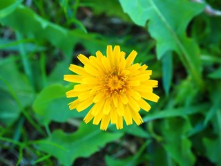 yellow dandelion flower close up