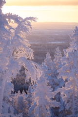 frost and snow covered trees in taiga aka boreal forest at winter in  Levi ski resort in Kittil&auml;, Finland