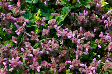 Field of puple alfalfa flowers in bloom.