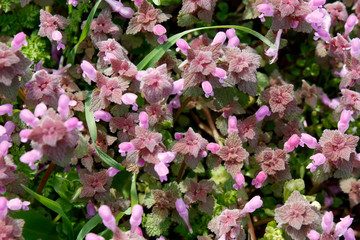 Field of puple alfalfa flowers.