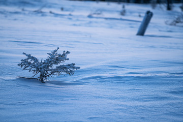 Little spruce tree sapling and snow detail at winter with copy space. For background usage
