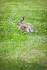Wild rabbit on grass