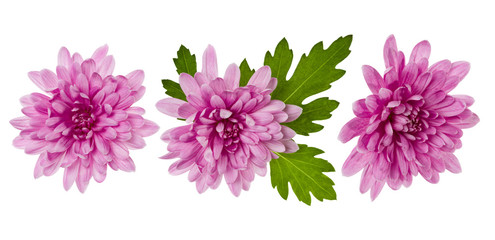 three chrysanthemum flower heads with green leaves isolated on white background closeup. Garden flower, no shadows, top view, flat lay.