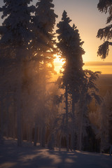 Silhouette of frost and snow covered trees in taiga aka boreal forest at winter against golden sunset with sunrays through mist in  Levi ski resort in Kittilä, Finland