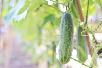 cucumber in the organic farm with blurred background.
