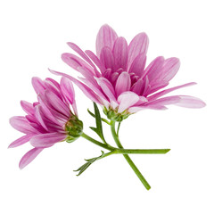 two chrysanthemum flower heads with green stem isolated on white background closeup. Garden flower, no shadows, top view, flat lay.