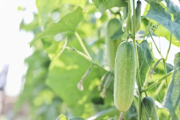 cucumber in the organic farm with blurred background.