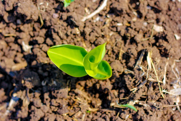 Green Banana field 
