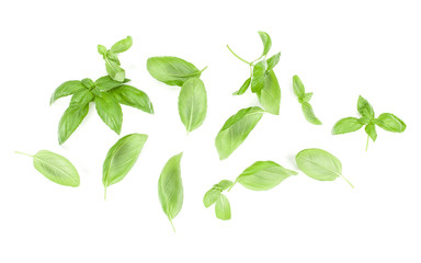Sweet Genovese basil leaves background arrangement isolated on white. Top view.