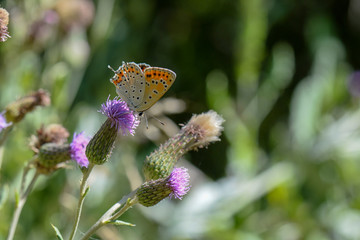 Lycaenidae / Küçük Ateş / / Lycaena thersamon
