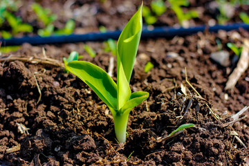 Green Banana field 