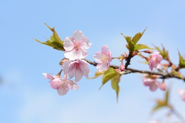 Cherry blossoms are in full bloom.