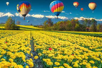 Colorful yellow tulip fields and snowy mountains in background, Europe