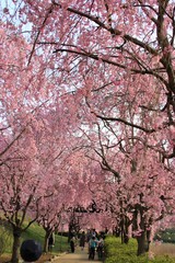 Fully bloomed Cherry blossoms at Hitachi Fuudokino-oka, in Japan