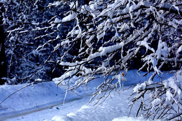 Flakes of snow on branch. Selective focus of Snowflake on tree during winter, shallow depth of field. White snow on a empty winter rural road.