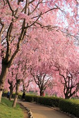 Fully bloomed Cherry blossoms at Hitachi Fuudokino-oka, in Japan