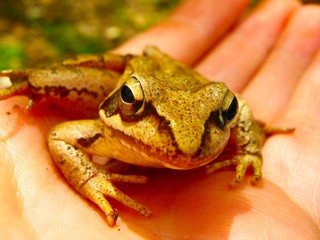 Brown water frog on hand close up