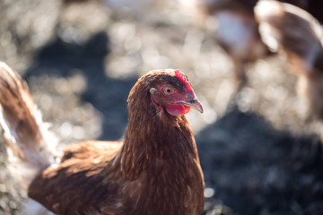 free-range chickens on chicken farm