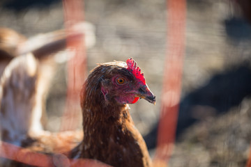 free-range chickens on chicken farm