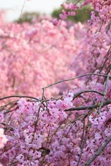 Fototapeta premium Fully bloomed Cherry blossoms at Hitachi Fuudokino-oka, in Japan
