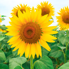 Fototapeta premium Close-up of a beautiful sunflower on the field