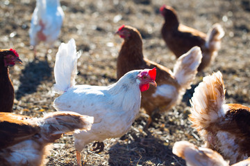 Chickens on chicken farm, happy chickens