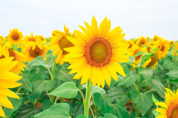 Close-up of a golden sunflower on the field of blooming sunflowers.