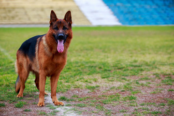 Dog breed German Shepherd