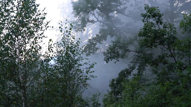 Smoke in Forest destroys nature - (4K)