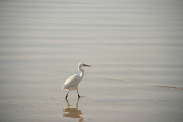 bird on the beach