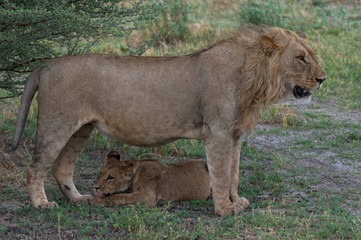 The Savuti Marsh Pride lions roam in the Chobe National Park Botswana.