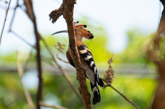 Common Hoopoe Perched on a tree branch