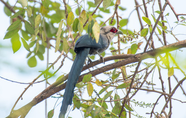 Green-billed Malkoha Perched on a tree branch