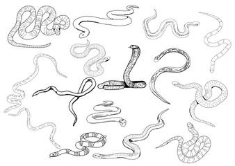 snake sketches, collection