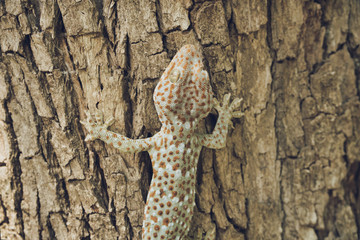 Fototapeta premium Tokay gecko is climbing on the tree.
