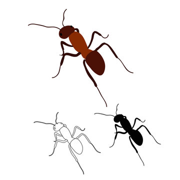 vector, isolated, brown ant