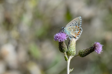 butterfly on flower