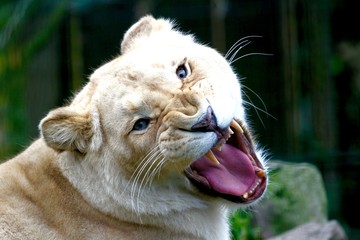 white lioness finnishing a yawn from paradise wildlife park, uk