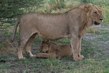 The Savuti Marsh Pride lions roam in the Chobe National Park Botswana.