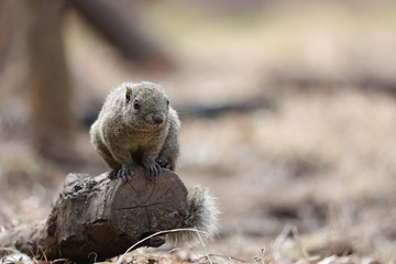 Fototapeta premium cute squirrel