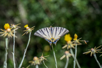 Papilionidae / Erik Kırlangıçkuyruğu / / Iphiclides podalirius