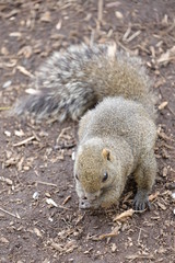 cute squirrel