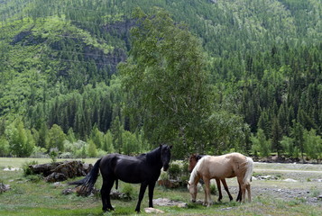 Fototapeta na wymiar Horses on the bank of the river Chuya, Altai Republic, Siberia, Russia