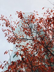 The Moscow city tower in autumn