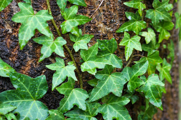 English ivy plants cover over an old tree.