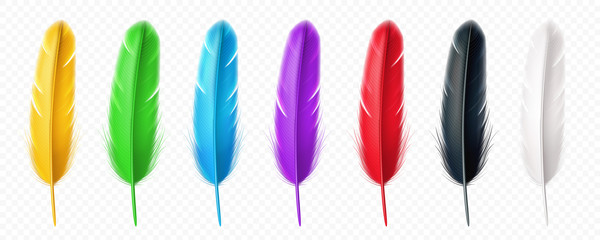 Black and white, yellow, green, blue, purple, red realistic feather of birds. Set of isolated colorful quill, plume or fluff, multicolor floating wing furry, soft and lightweight plumage. Decoration