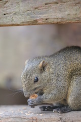 cute squirrel