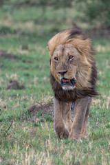 The Savuti Marsh Pride lions roam in the Chobe National Park Botswana.